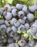 Blueberries blueberries